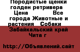Породистые щенки голден ретривера › Цена ­ 25 000 - Все города Животные и растения » Собаки   . Забайкальский край,Чита г.